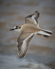 White-fronted plover in flight on The beach over The Indian Ocean at iSimangaliso Wetland Park, St.Lucia, Kwazulu-Natal, South Africa.
