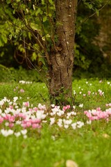 pink flowers in the park