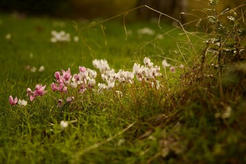 wildflowers in the grassy meadow