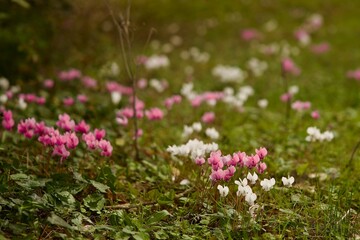 pink wildflowers blooming in the woods © Heidi Patricola