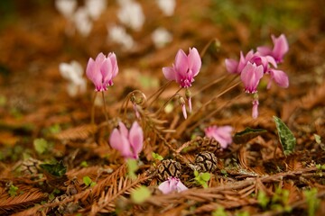 wildflowers and pine cones on the forest floor