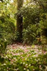 wildflowers in a wooded meadow