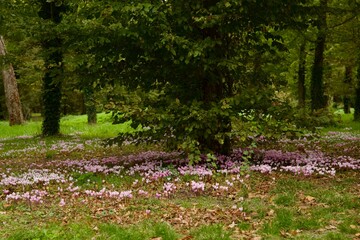 Wildflowers blooming in a wooded meadow