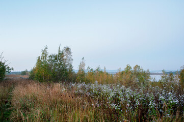 Fototapeta premium Small pale purple asters in a wild field at sunset.