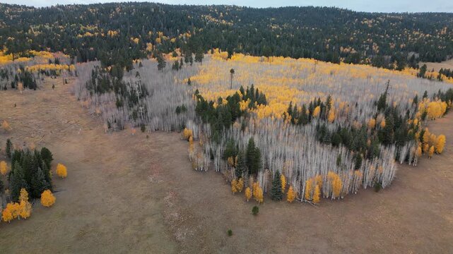 Kaibab National Flyover during fall colors.