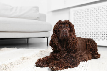 Cute Cocker Spaniel dog on floor at home, space for text
