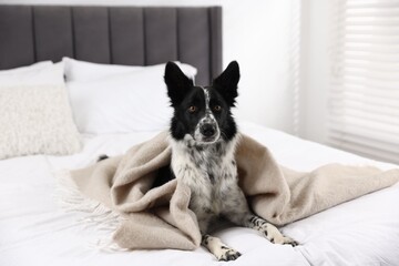 Cute Border Collie dog wrapped in plaid on bed indoors