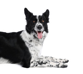 Cute Border Collie dog on white background