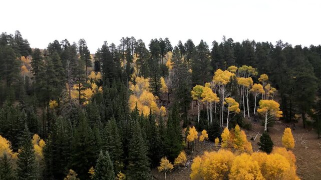 Kaibab National Flyover during fall colors.