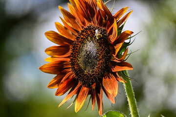 bee on sunflower