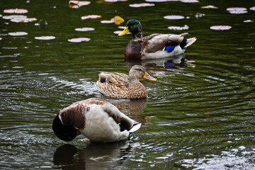 duck family on the water