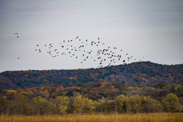 flock of birds in autumn