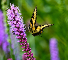 yellow butterfly on purple flower