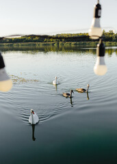 two swans swim across the lake towards a pier decorated with garlands