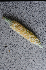 A close-up of a head of peeled corn lying on a countertop