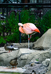 pink flamingo in zoo