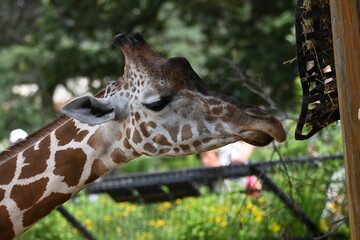 Giraffe close up Como Zoo Minnesota