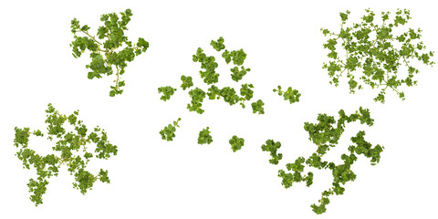 Collection of Euphorbia plants on transparent background from the top view