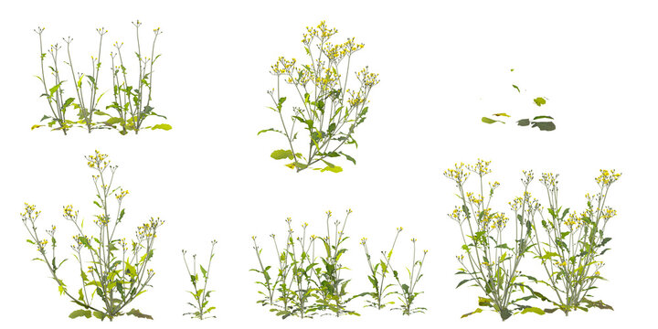 Collection of Ixeris plants on transparent background