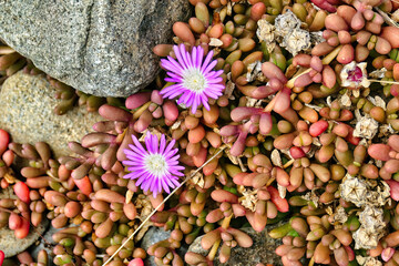 Flowers, leaves and fruits of Disphyma crassifolium (round-leaved pigface or salty fingers), a creeping succulent common to salt marshes. Endemic in southern mainland Australia and Tasmania
