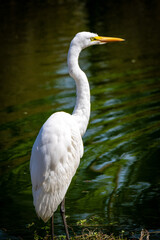 Garça-branca-grande (Ardea alba)