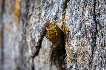 Abelha Jataí-amarela (Tetragonisca angustula)