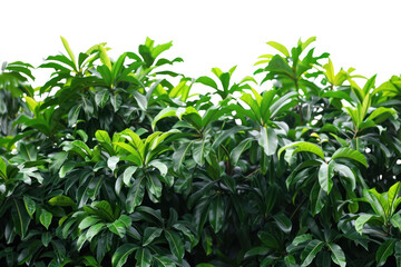 Obraz premium Lush green tropical foliage