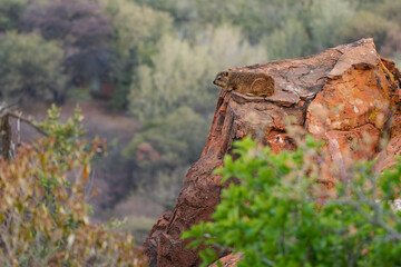 Rock Hyrax - Procavia capensis also dassie, Cape hyrax, rock rabbit and coney, medium-sized terrestrial mammal native to Africa and the Middle East, animal on the red rocks in Spitzkoppe in Namibia