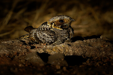 Fiery-necked nightjar Caprimulgus pectoralis nocturnal bird in Caprimulgidae found in Africa south of the equator in woodland savannas, nocturnal insects eating bird on the ground