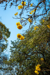 Flor de Ipê-Amarelo (Handroanthus chrysotrichus)