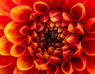 Close-up view of a vibrant, layered dahlia bloom in fiery red and orange hues