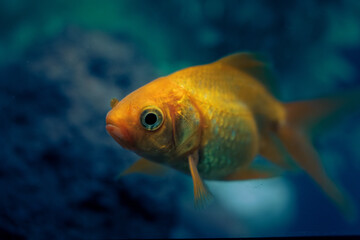 goldfish in aquarium, japan koi fish