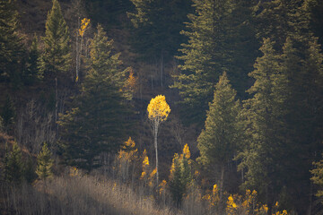 one single yellow tree in the forest as the light hits it surrounded by pine trees in the fall season 