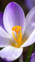 Close-up view of a vibrant purple and white spring flower, featuring yellow stamens
