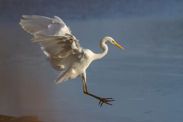 Great egret (Ardea alba) - Silberreiher