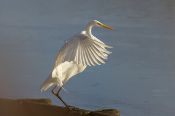 Great egret (Ardea alba) - Silberreiher
