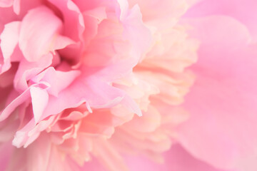 Close-up selective soft focus cream beige, pink Peony Flower bud petal. Natural art blur background.