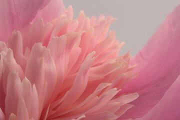 Close-up selective soft focus cream beige, pink Peony Flower bud petal. Natural art blur background.