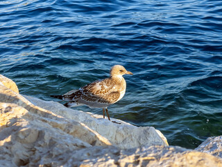 Close-up of a juvenile seagull with unique mottled brown and white plumage, perfectly poised on a rocky shore, with the vibrant, sparkling ocean as a captivating background