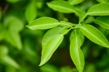 Citrus junos is an evergreen shrub with fragrant white flowers and aromatic yellow fruits, valued for its strong fragrance and vitamin C. Photographed in Korea.