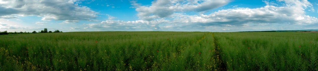 Beautiful field with rows of young winter rape plants in summer under the bright sun