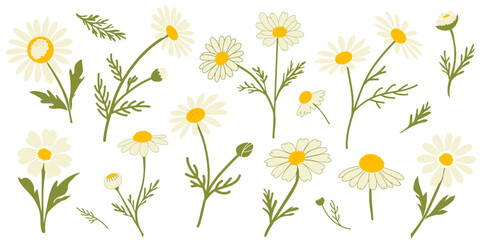 Elegant vector set of chamomile flowers (Matricaria chamomilla) with leaves and stems. Perfect for design, cosmetics, medicine, and natural decor.