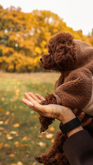 Adorable brown poodle puppy in a cozy coat held in a loving embrace outdoors