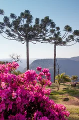 Gardinen Azalee azalea flowers and trees in the park  © Miriana