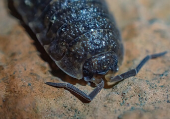 Extreme macro of a woodlouse showing detailed texture of its exoskeleton and legs, highlighting microstructure and adaptation of this small crustacean