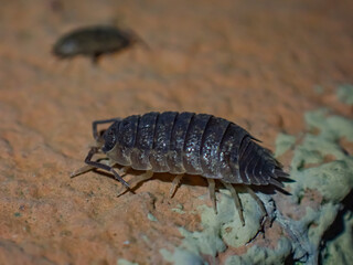 Close-up of a common woodlouse on a rocky surface, showing detailed texture and natural coloration of this terrestrial crustacean in its habitat