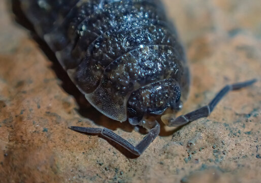Extreme macro of a woodlouse showing detailed texture of its exoskeleton and legs, highlighting microstructure and adaptation of this small crustacean