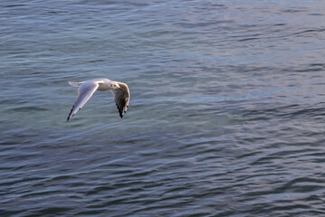 A graceful seagull soars low above calm blue water, wings spread in mid-flight. Peaceful wildlife moment capturing freedom and serenity by the sea.