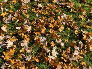 Dry autumn maple leaves scattered on vibrant green grass under warm sunlight