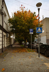 city ​​street autumn yellow leaves of trees
